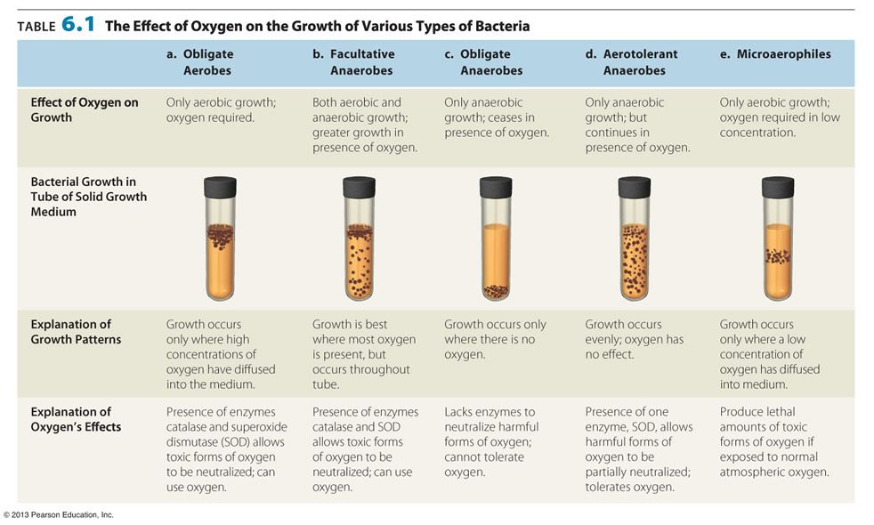 Aerobic Bacteria SWO