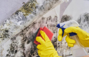 Brilliant tips for Mold busting
